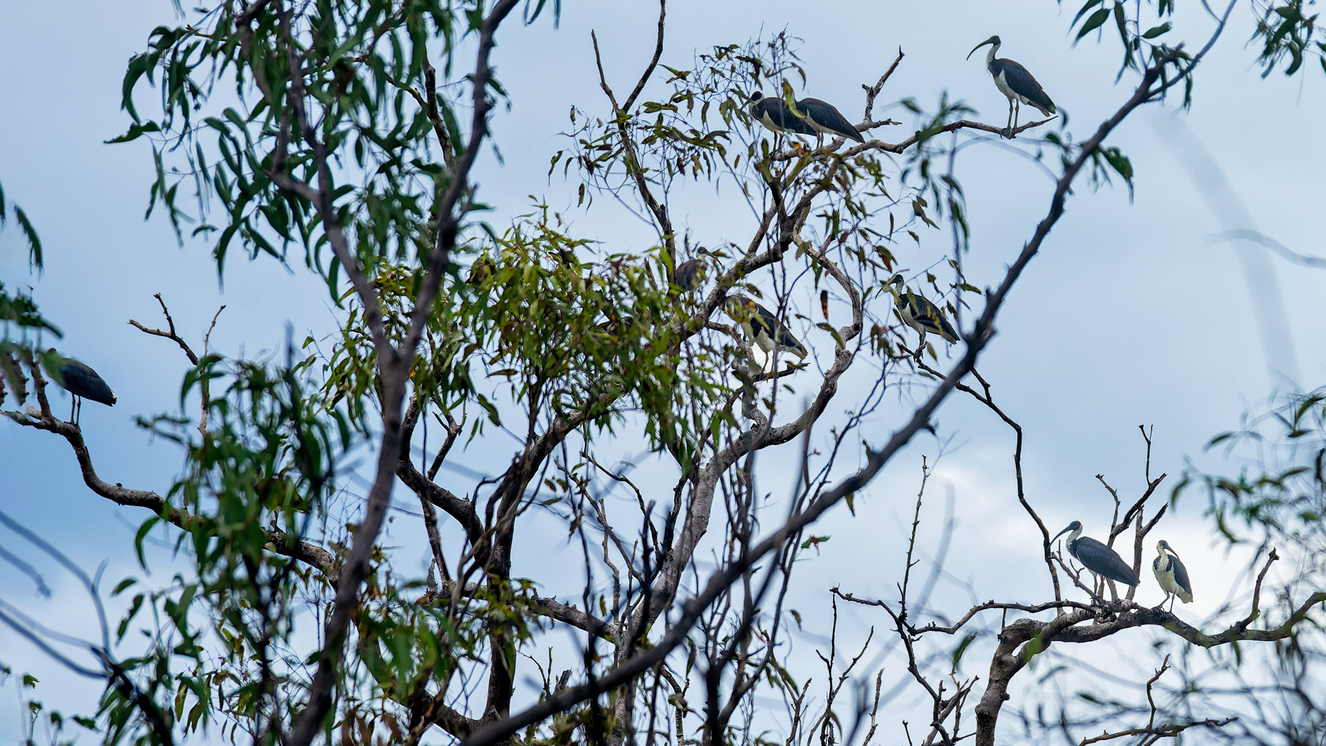 Kakadu National Park - Stachelibis